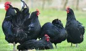 Куры Австралорп