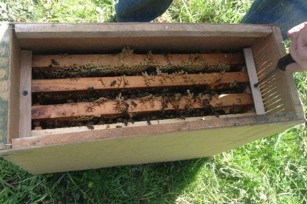 Сотовый ящик для пчелопакетов