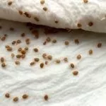 Подготовка семян томатов к посадке