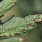 Болезни томатов