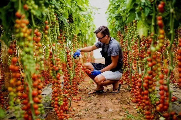 Выращивание томатов Рапунцель в открытом грунте