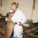 Ветеринар осматривает коз