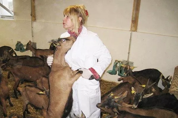 Ветеринар осматривает коз