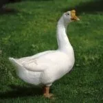 Китайские гуси