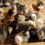 Цыплята Борковских Барвистых кур