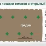Схема посадки томатов в открытый грунт