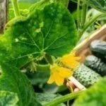 Гибрид огурцов "Сибирская гирлянда"