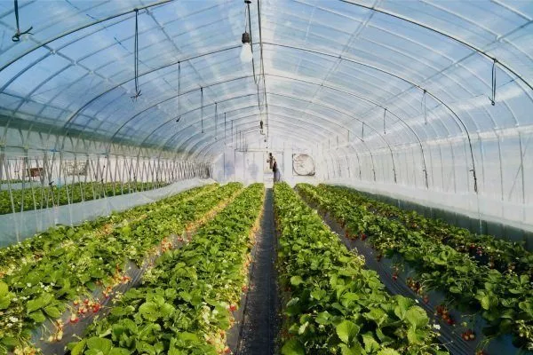 Выращивание клубники в теплице по голландской технологии