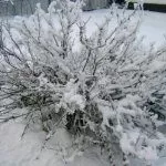 Куст в снегу