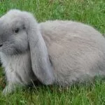 Кролик Баран