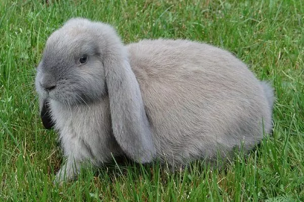 Кролики породы Баран: особенности содержания и ухода, характеристики и фото