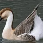 Китайские гуси