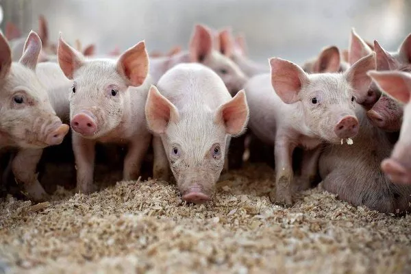Виды подстилок для свиней