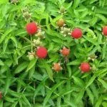 Тибетская малина