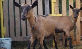 Чешские козы