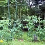 Подвязка на шпалере