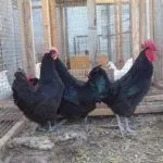 Куры Австралорп