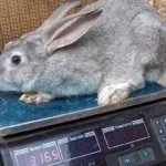 Крольчонок Серого великана