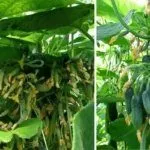 Огурцы Сибирская гирлянда