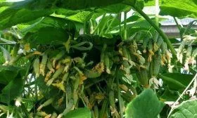 Сибирская гирлянда