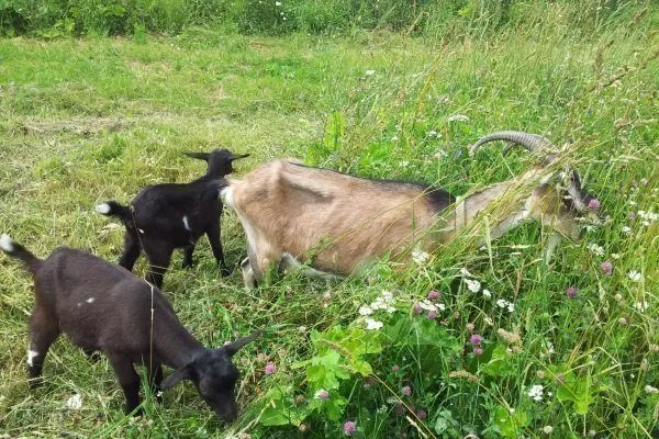 Тоггенбургская коза с козлятами