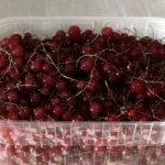 Смородина Виксне