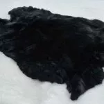 Шкурка черно-бурого кролика
