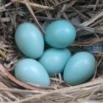 Голубые яйца кур Легбар