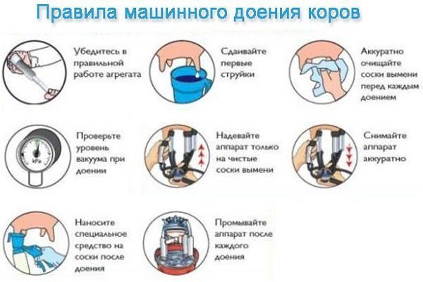 Правила доения