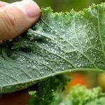 Вредители смородины