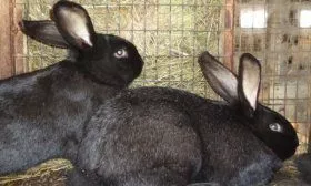 Черно-бурые кролики