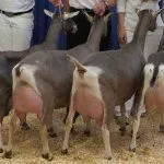 Тоггенбургские дойные козы