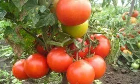 Подснежник помидор