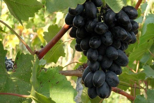 Как вырастить виноград кодрянка