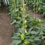 Подвязывание перца