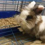 Домашний кролик