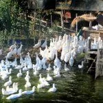 Кормление уток