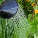 Полив огурцов