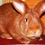 Бургундский кролик