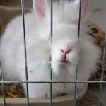 Кролик в клетке