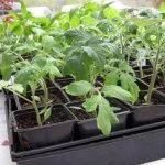 Закалка рассады помидор