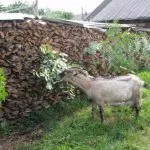 Веточный корм для коз