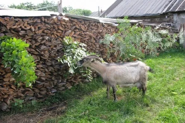 Веточный корм для коз