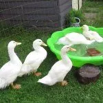 Купание уток