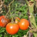 Болезнь томата