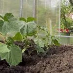 Огурцы в теплице