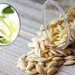 Семена огурцов