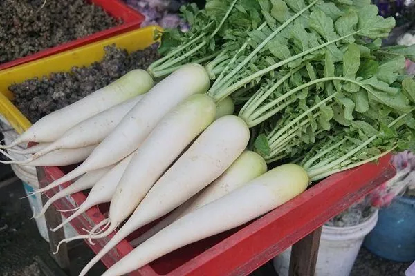 Белая морковь: описание, сорта, правила выращивания, отзывы огородников