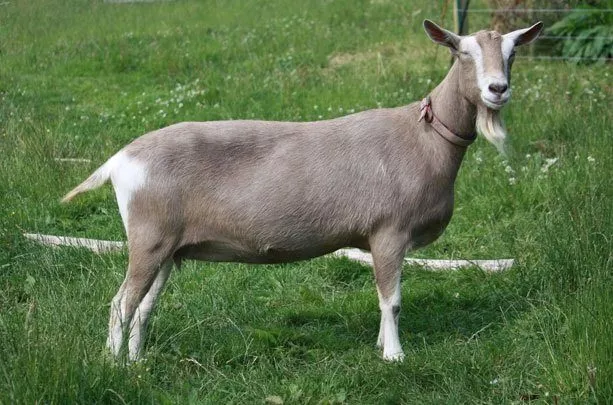 Тоггенбургский козел 
