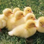 Утята благоварской породы